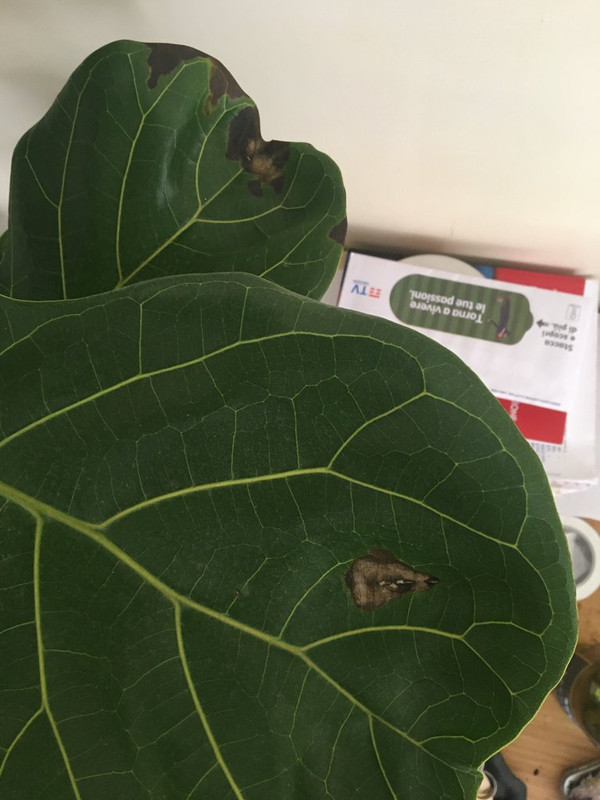 856E7400-BFFF-4BFE-B37B-E9EA4BCF0155