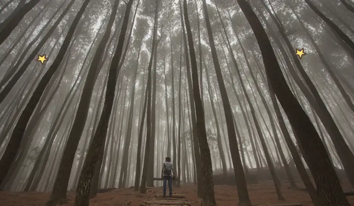 Liburan Seru di Hutan Pinus Mangunan: Spot Favorit Foto dan Petualangan Alam