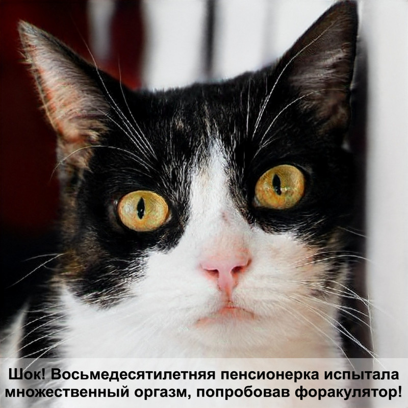 кошачьи года