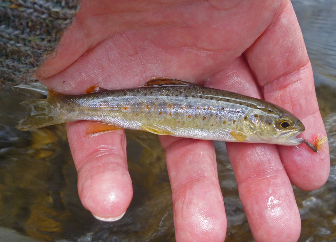 2021-03-09 C 2 - Brown Trout