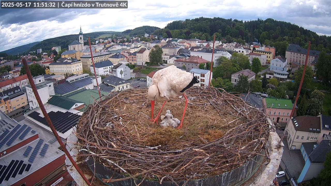 Tiešraide no stārķa ligzdas uz alus darītavas skursteņa Trutnovā 12-57-33 screenshot
