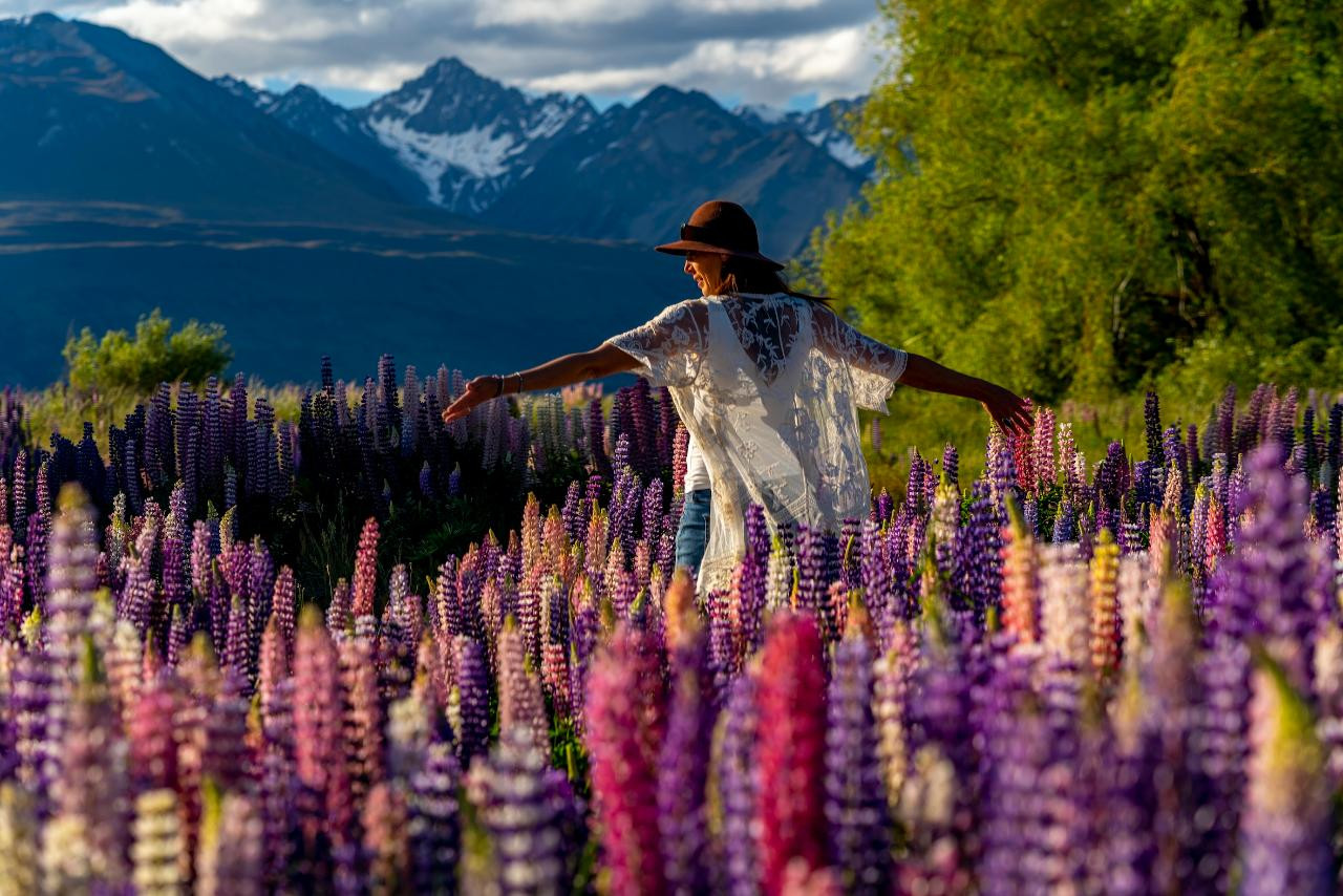 Lupins Flowers Tour Lake Tekapo & Mackenzie Country | Shaara Deals 