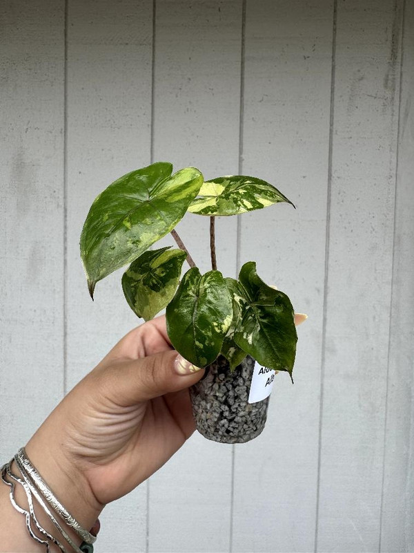 Alocasia Yucatan Princess Albo/Pink Variegated 1 month