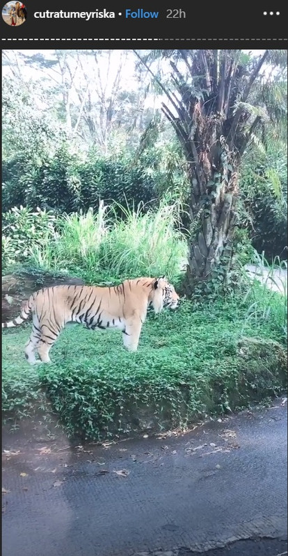 Cut Meyriska dan Roger Danuarta melihat harimau di Taman Safari