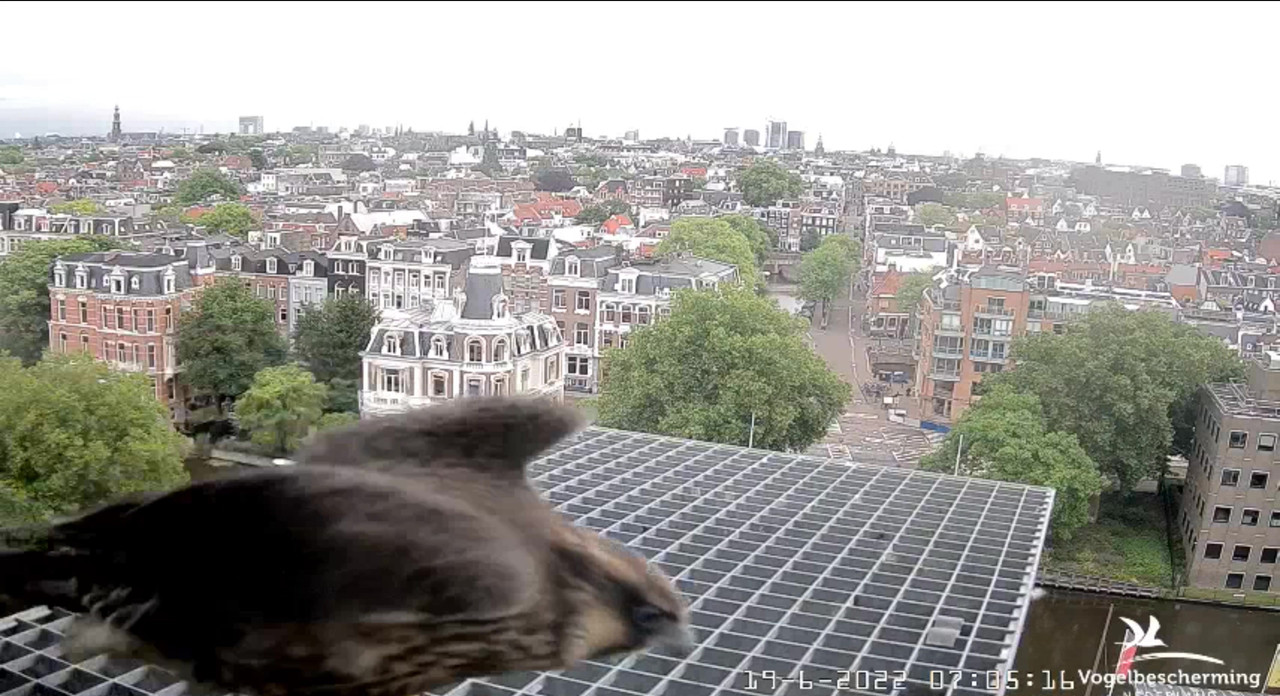 Amsterdam/Rijksmuseum screenshots © Beleef de Lente/Vogelbescherming Nederland - Pagina 29 Video-2022-06-19-070646-Moment-2