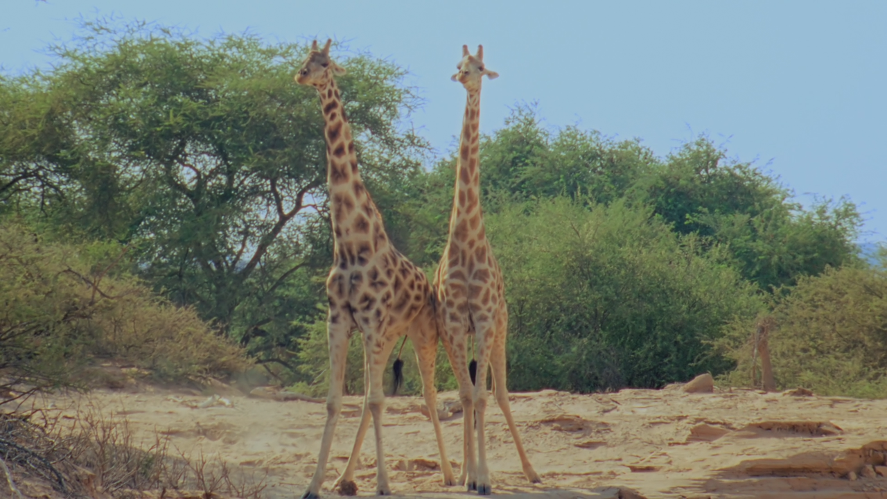 Earth.One.Amazing.Day.2017.ITA.AC3.ENG.DTS.1080p.BluRay.x264.Mor