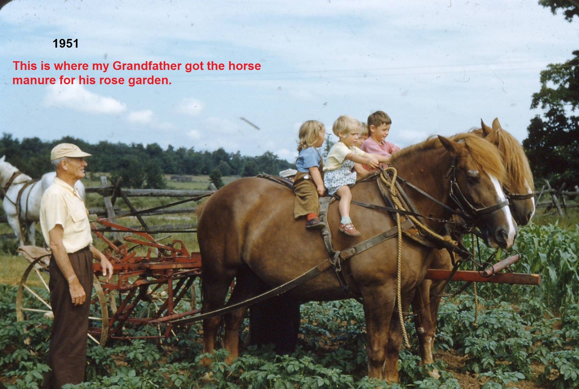1951 at Mr Van Duzen's farm