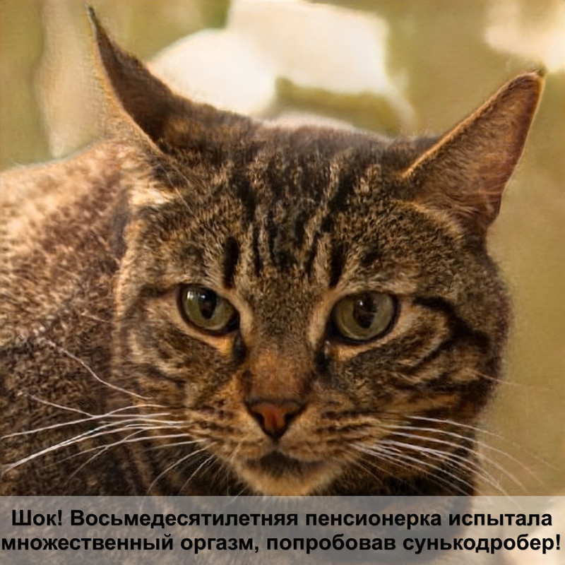 меню для кошек из натуральных продуктов на неделю