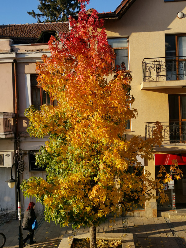 IMG_20201112_154312