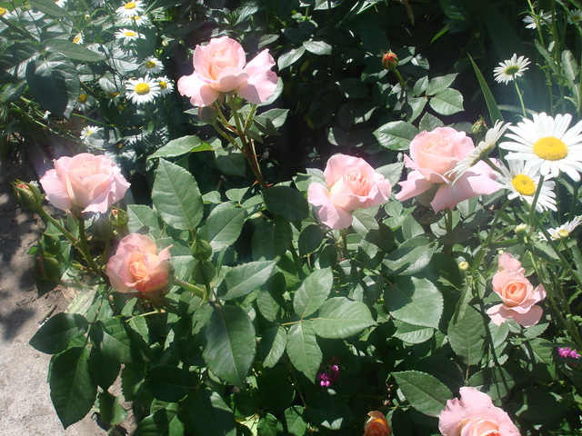 DSC00728