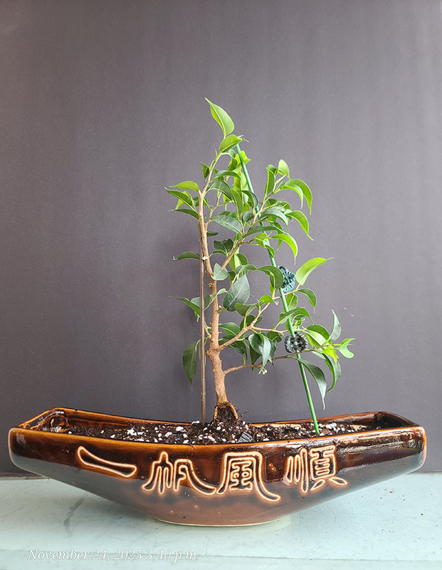 [Image: 20251124-154057.jpg]