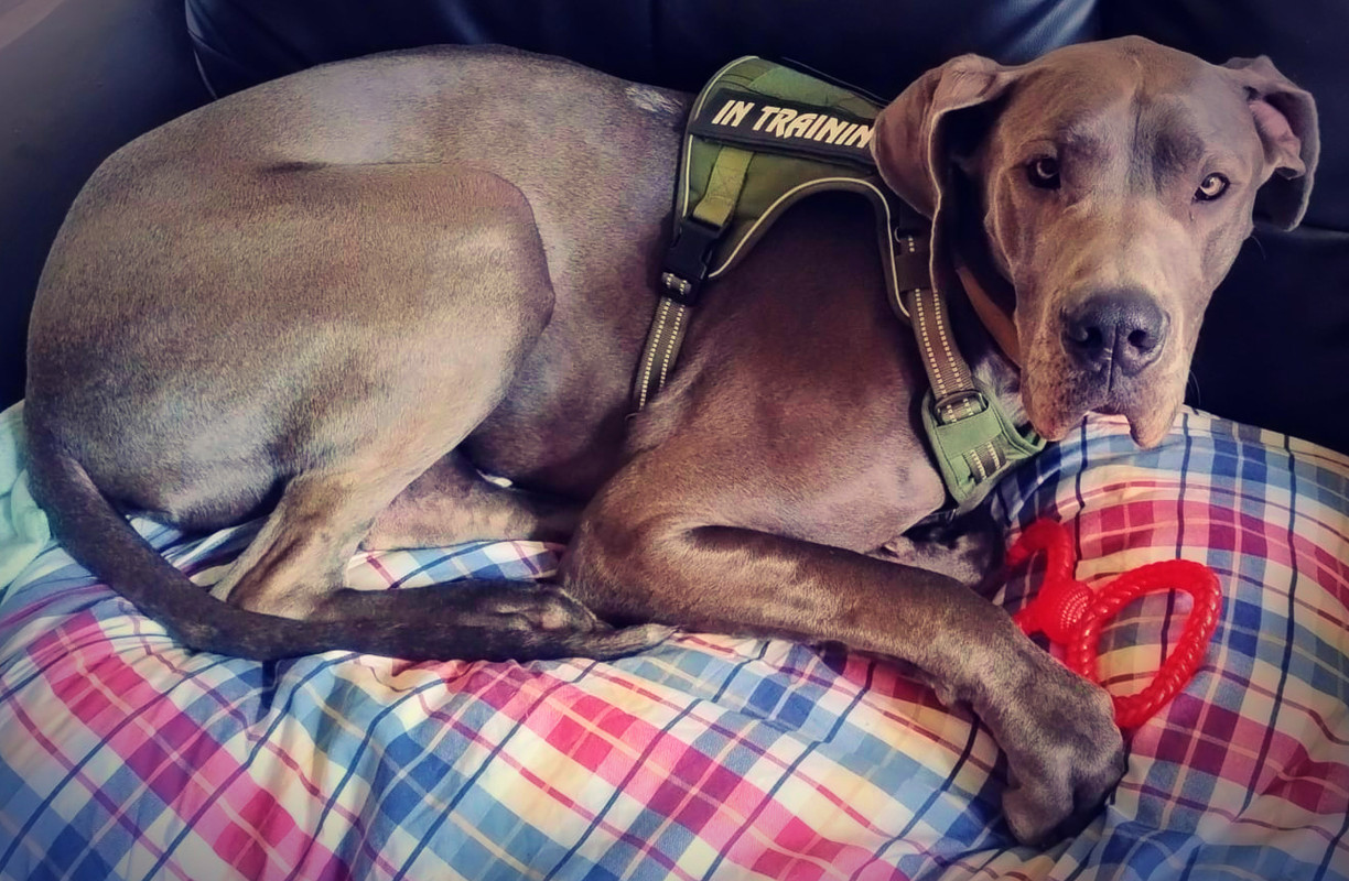 Scooby resting on sofa