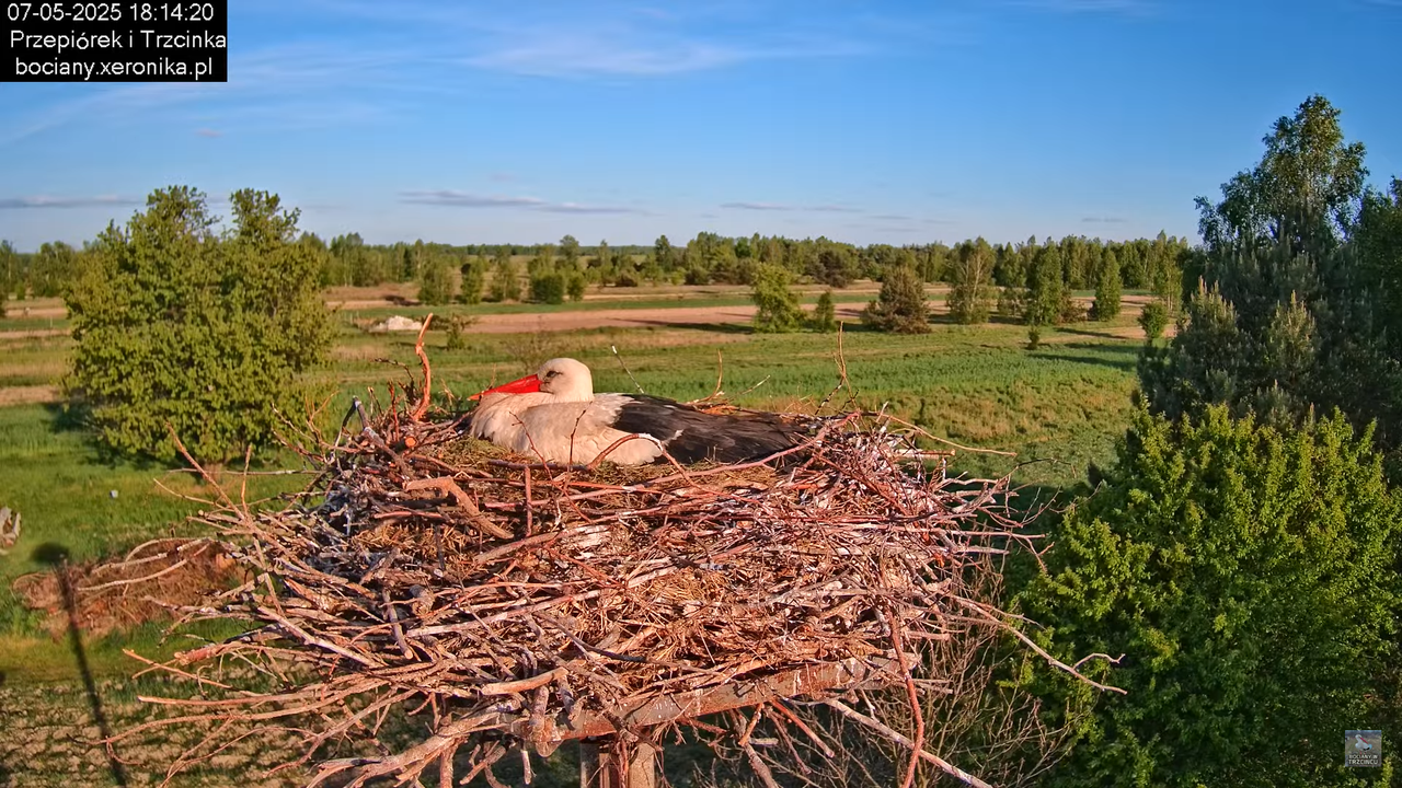 07052025bociany17