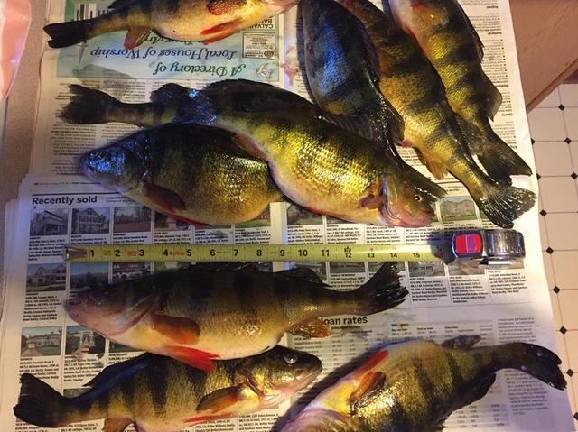 perch '18