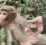 IMG-6469.gif