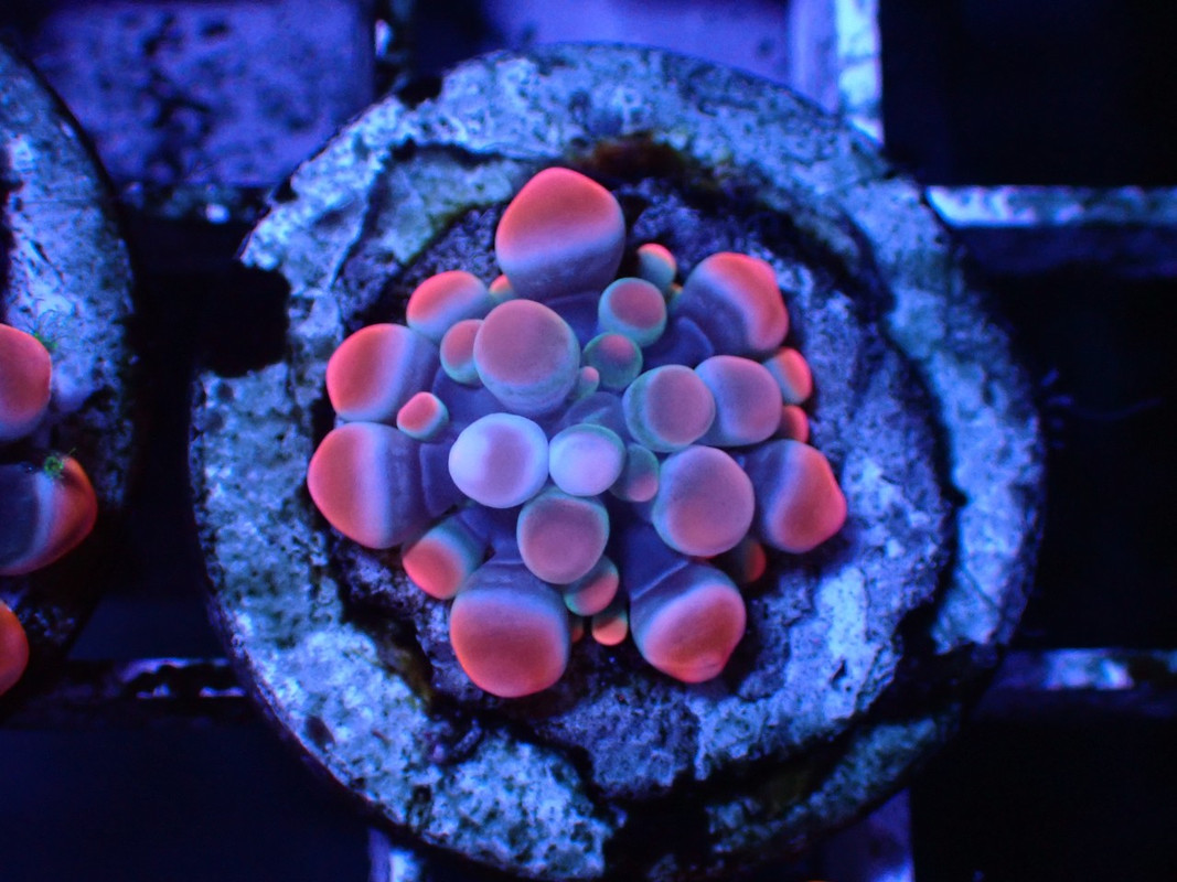 BROAQUA 布魯水族 珊瑚水族零售_照片_20240320_19