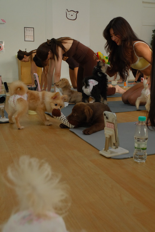 Yoga class with puppies roaming freely on the mats