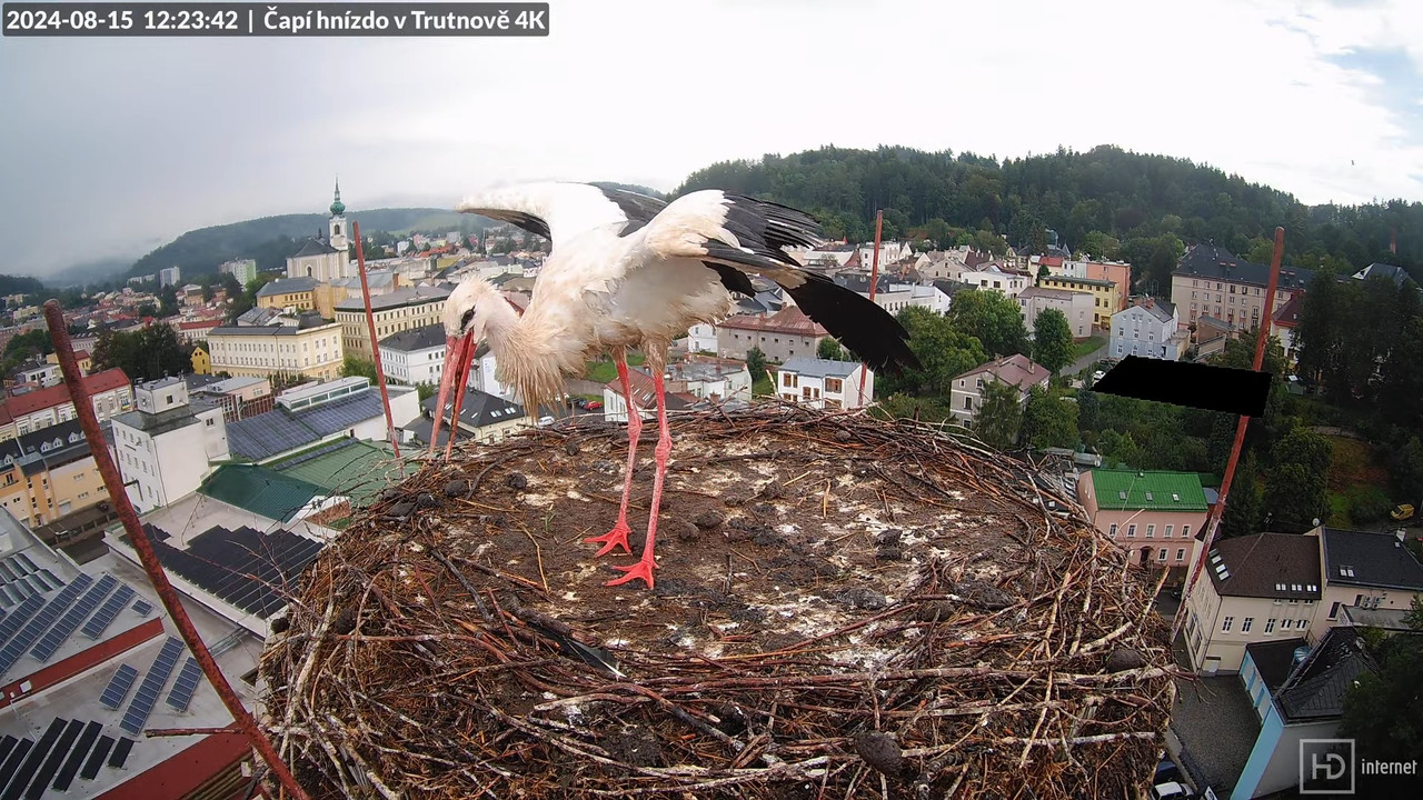 Živě z čapího hnízda na pivovarském komíně v Trutnově 13-37-56 screenshot