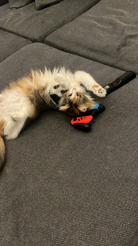 2D6B03C9 73DD 4CD9 A826 461A8261D42C