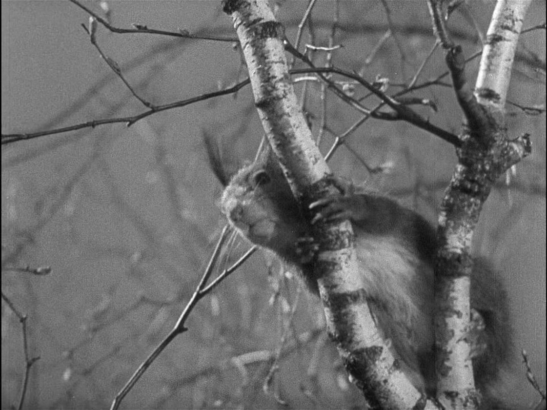 The Rules of the Game (1939) Criterion (1080p BluRay x265 r00t)-