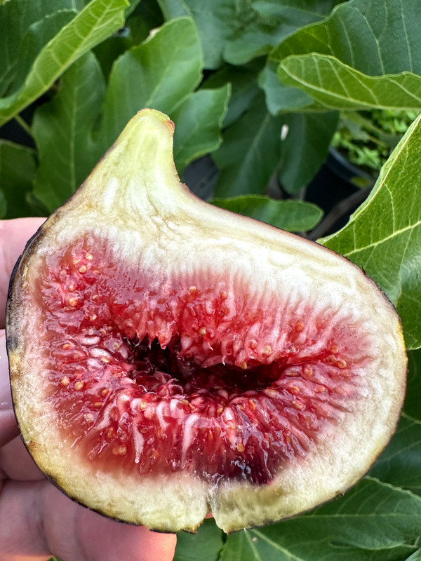 figs-316.jpg