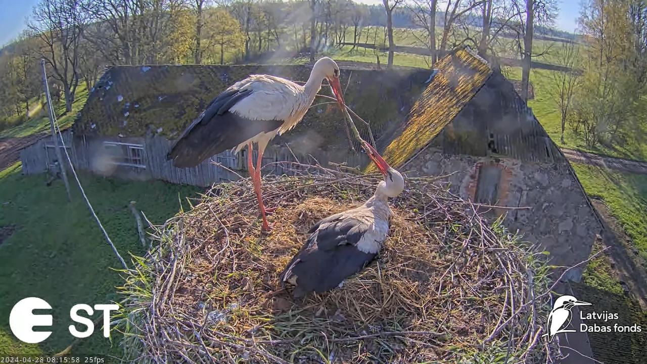 Baltie stārķi (Ciconia ciconia) Tukuma novadā - LDF tiešraide __ White storks in Tukums, Latvia 12-3