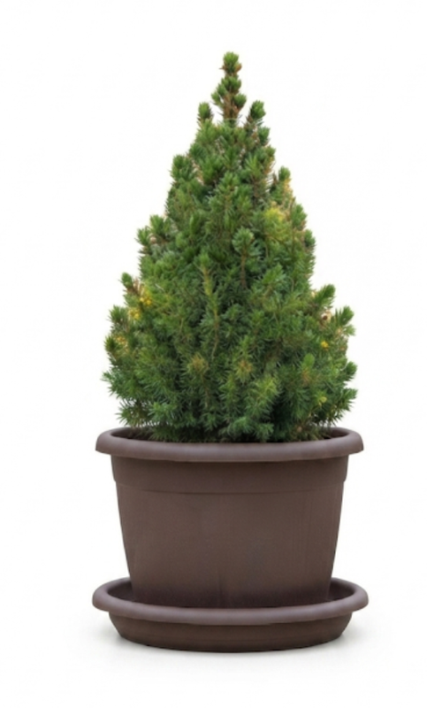 Sapin de Noël