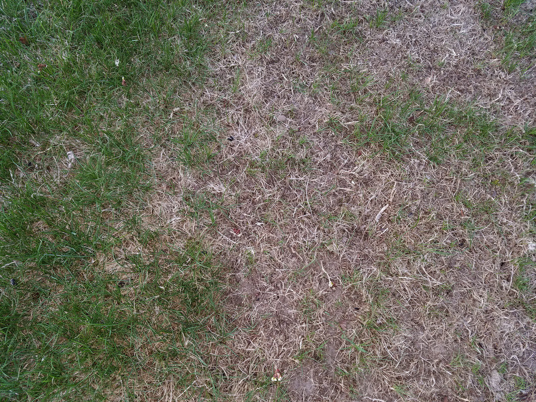 Backyard_coming_in[1]