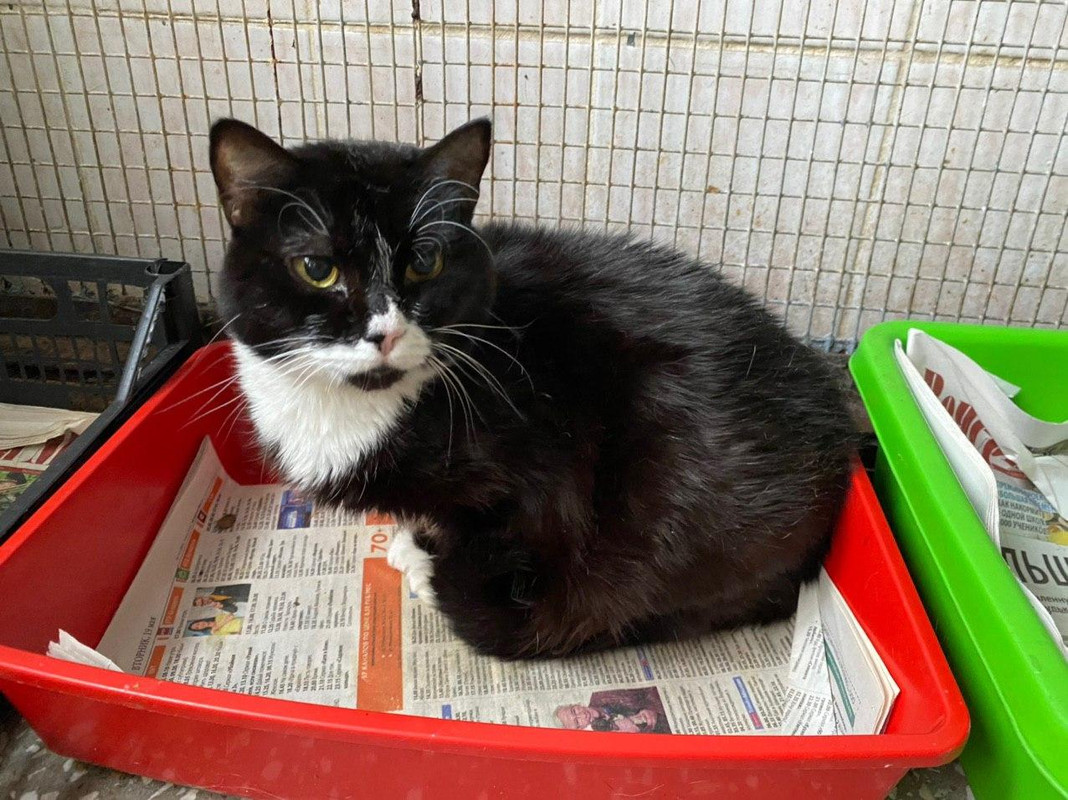 кот кастрат1