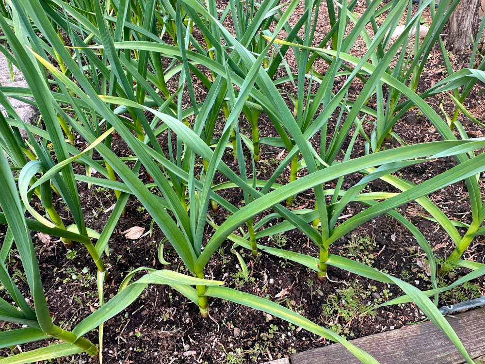 garlic-1.jpg