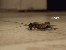 IMG-7058.gif