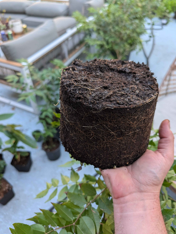 PXL 20251029 205755206