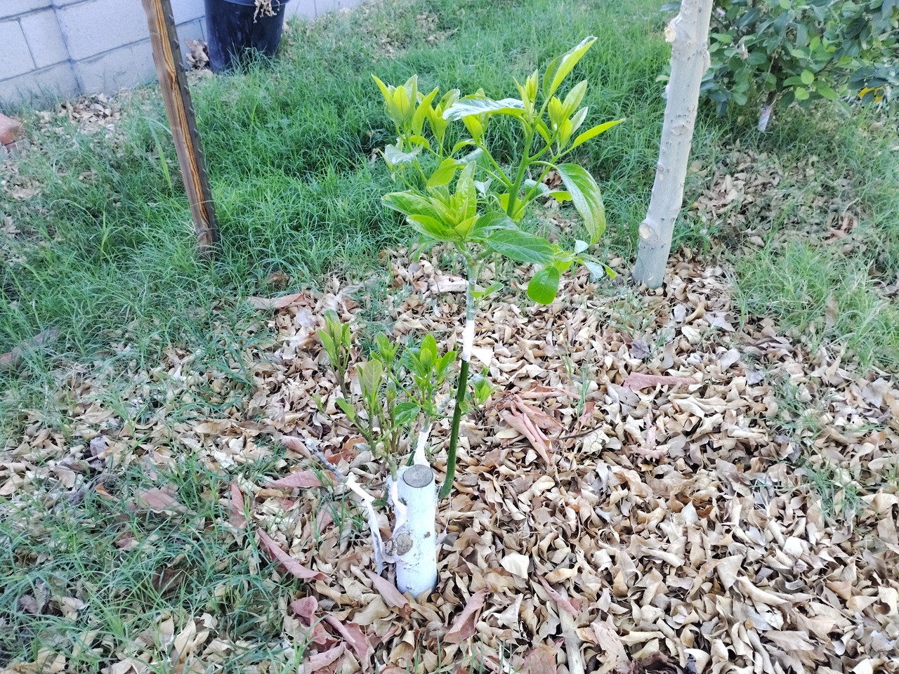 img 1776175443022