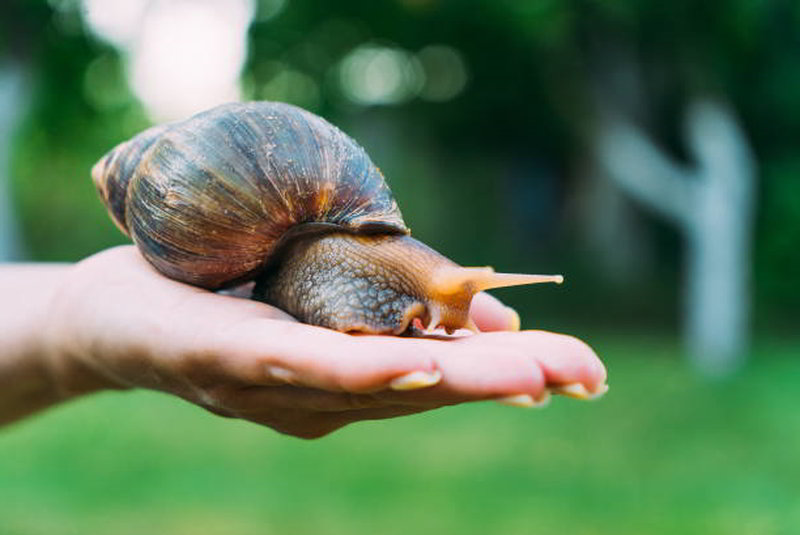 Una delle lumache più dannose al mondo invade la Florida un'altra volta