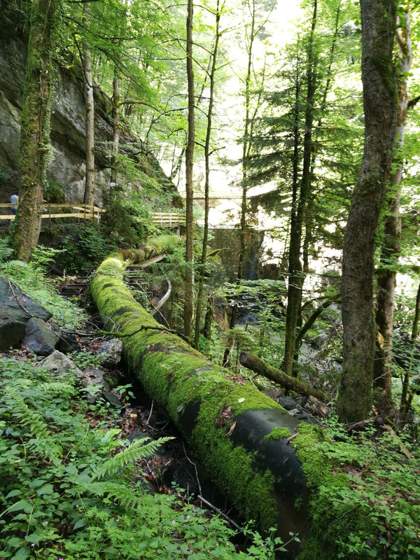 IMG_20180610_112555_1_1(1)