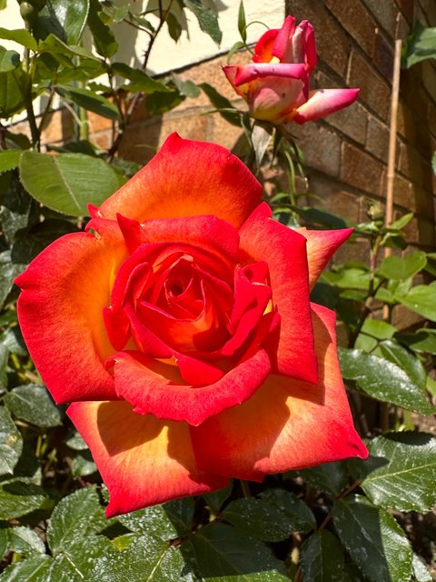 roses-Garden.jpg
