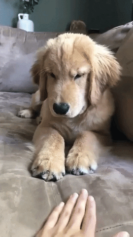 d08f920c24f2b4e706be785e816abc67.gif