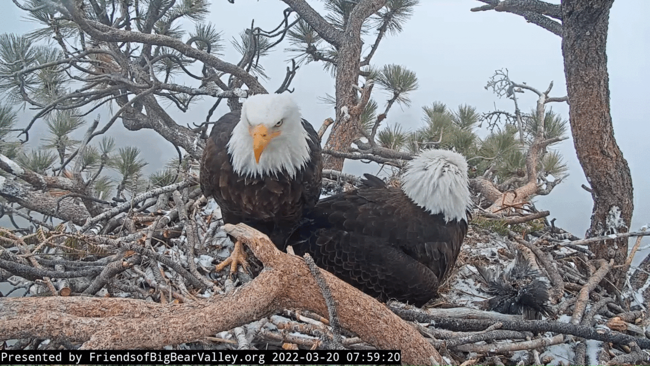 Webp.net-gifmaker (7)