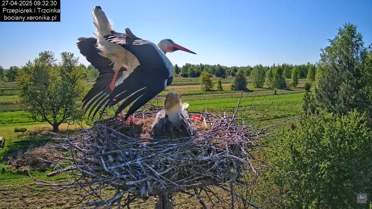 27042025bociany5