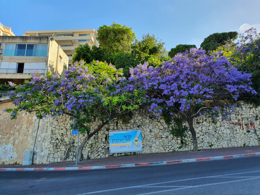 Цветущая жакаранда в Хайфе - 2