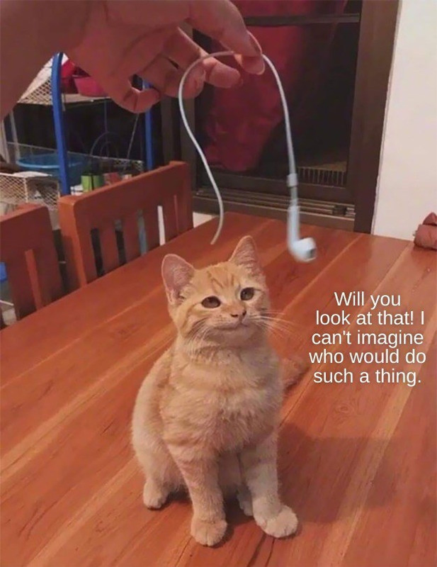 innocent-kitty-empathizes