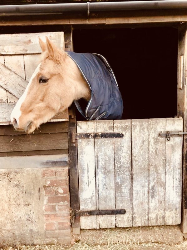 animal-horse-barn.jpg