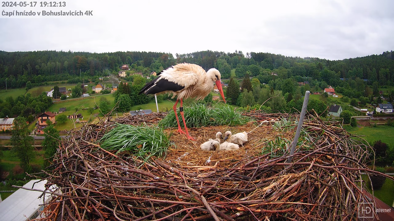 Živě z čapího komína firmy KARA v Bohuslavicích u Trutnova 8-44-43 screenshot