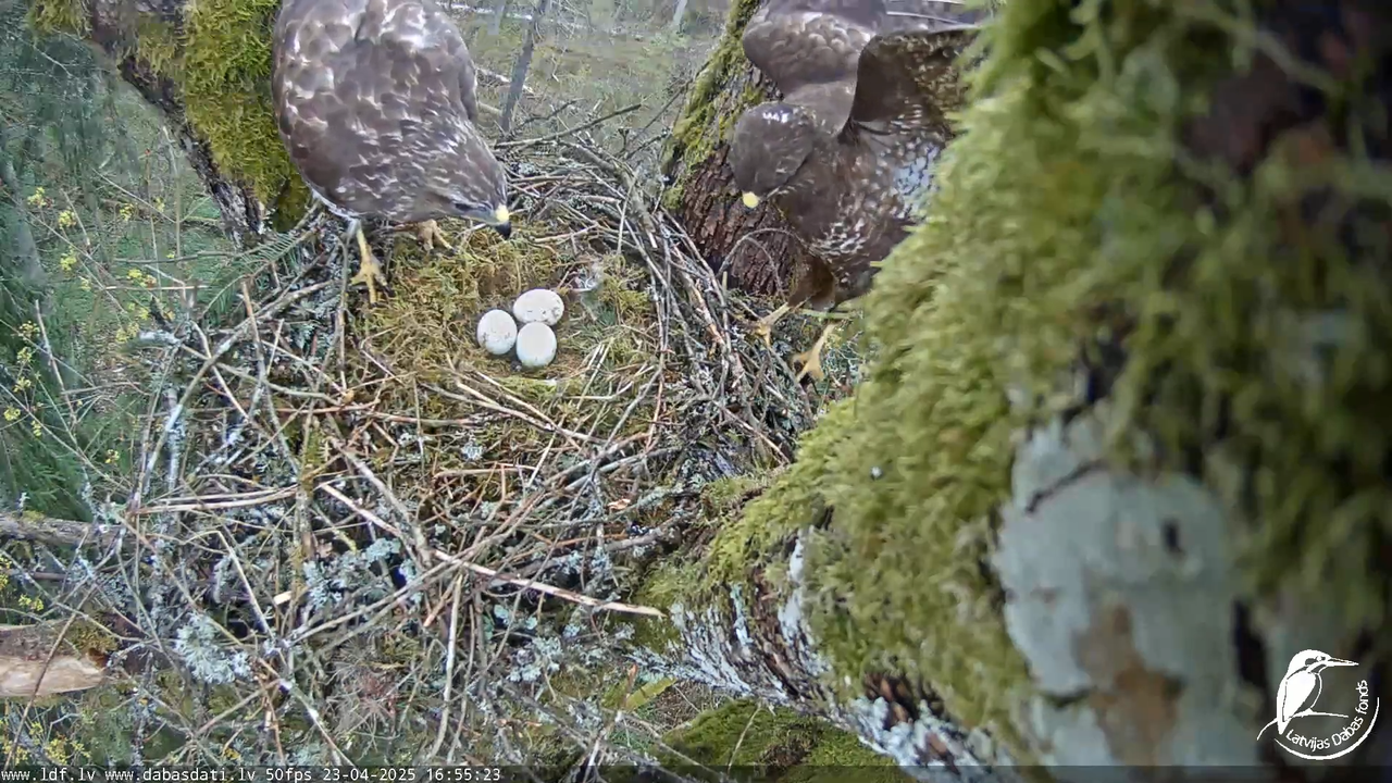 Melnās klijas (Milvus migrans) Kurzemē_ peļu klijāni (Buteo buteo) 5-42-38 screenshot
