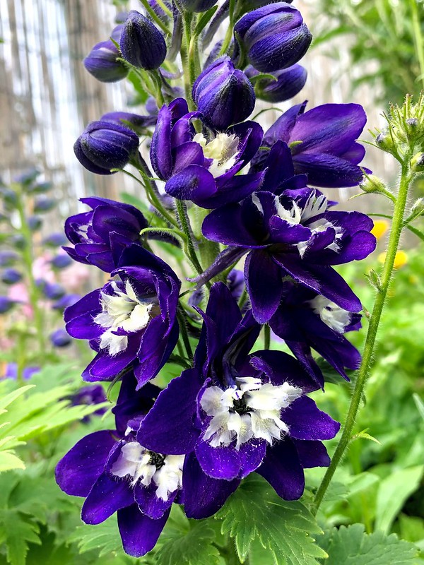 purple-delphinium.jpg