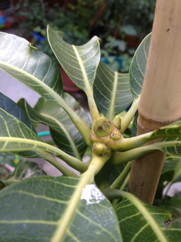 Nam Doc Mai upon recieved bud 2