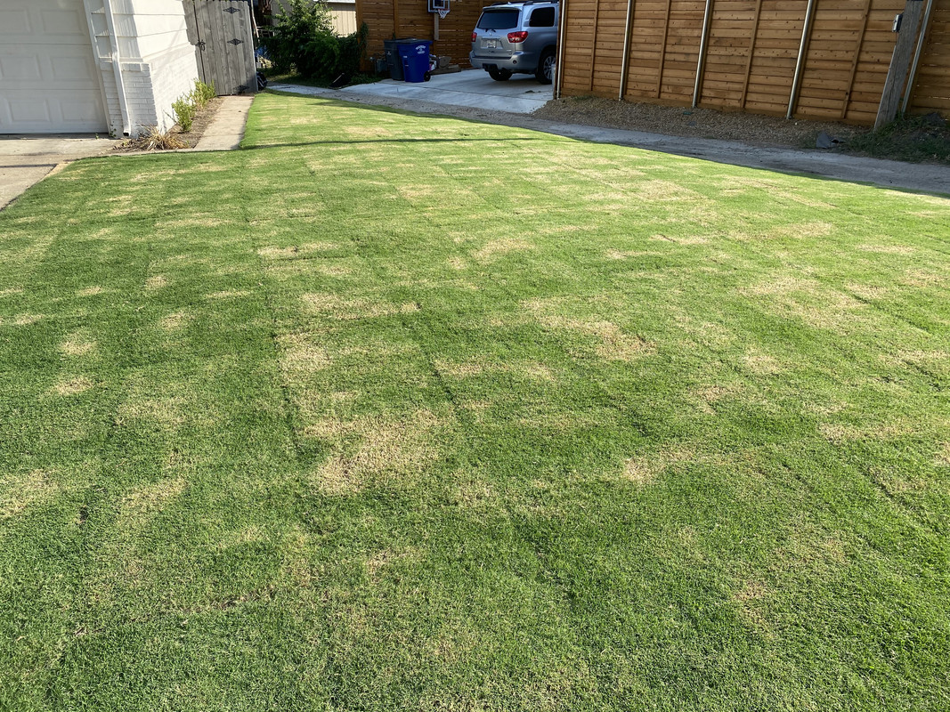 New Bermuda Help | Lawn Care Forum