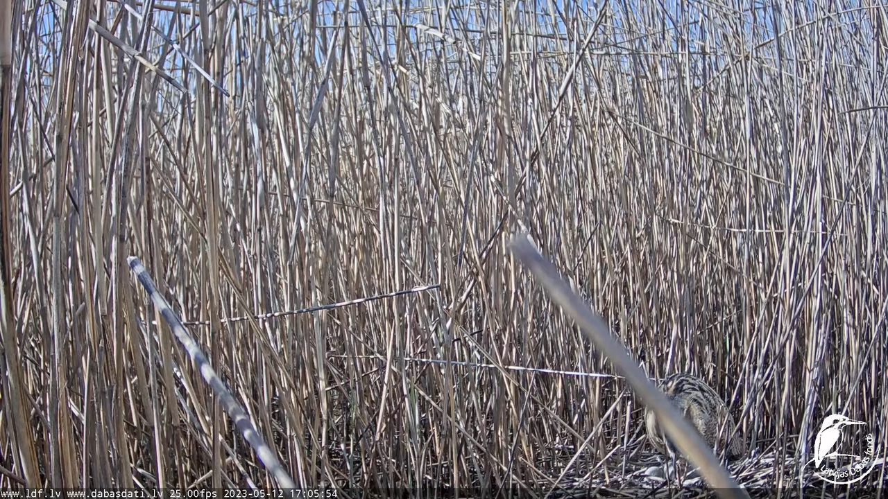 Lielais dumpis (Botaurus stellaris) Engurē - LDF tiešraide 9-44-24 screenshot