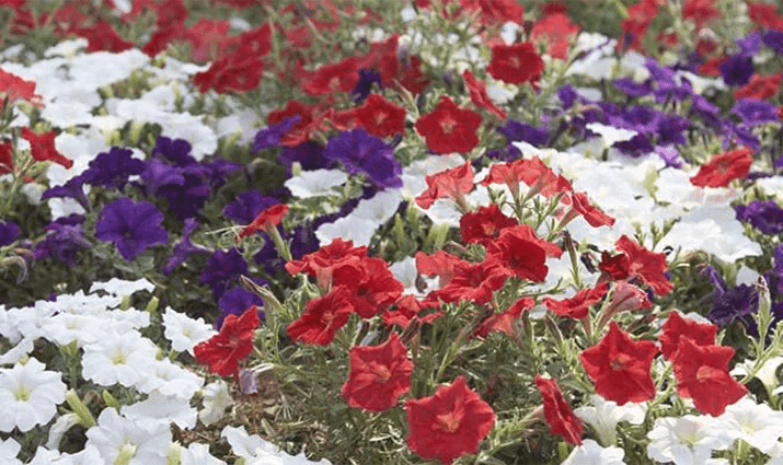Lowe’s Free Annual Plant Giveaway: Brighten Your Garden This Spring