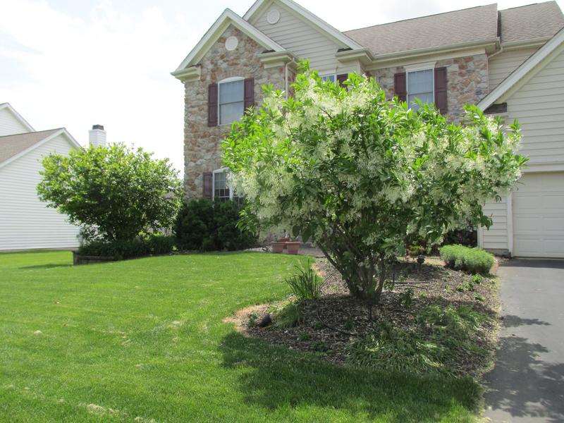 Lawn and Gardens 05.26.2019  (12)